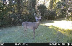 11804 SE COUNTY ROAD 234, MICANOPY, FL 32667