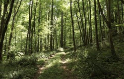 0 CR-66, Goodwater, AL 35072