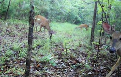 Lee Rd 345, Salem, AL 36874
