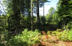 8A N Maxfield Road 0, Maxfield, ME 04453
