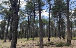 154 Calle Retiro Road, Rociada, NM 87742