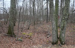 Oakenshield Drive, Tamiment, PA 18371