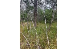 109 Hauula CT, Bastrop, TX 78602