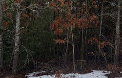 52 Cedar Dr, Carver, MA 02330