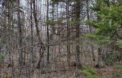 TBD Off Ohman Road, L'Anse, MI 49946