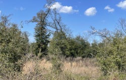 Speights Way, Bascom, FL 32423
