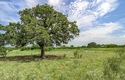 TBD FM 2237, Flatonia, TX 78941