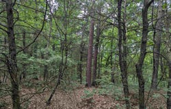Pangburn Road, Pangburn, AR 72121