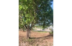 1960 Bluebird Road, Cabool, MO 65689