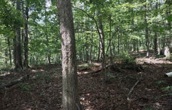 BLEVINS ROAD, LURAY, VA 22835