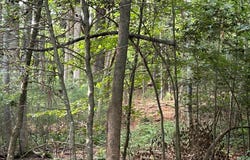 L 10&16 Josie Drive, Blairsville, GA 30512