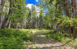 Nhn Red Hawk Drive, Bigfork, MT 59911