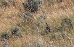 001 Milky Way Rd., Kemmerer, WY 83101