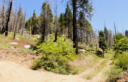 Redwood Dr, Springville, CA 93265
