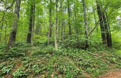 2B Poplar Cove, Suches, GA 30572