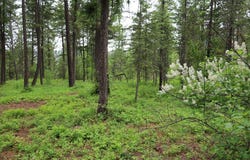 2559 TBD United Copper Mine Rd, Chewelah, WA 99109