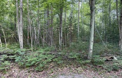 S Poor Farm Road, Greenbush, MI 48738