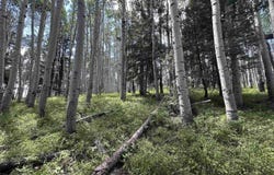 583 Crest Drive, Cimarron, CO 81220