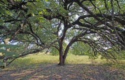 5341 County Road 236, Liberty Hill, TX 78642