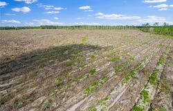 Tract 3 Morris Break Road, Odum, GA 31555