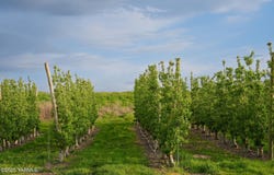 370 Macy Rd, Zillah, WA 98953