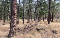 000 COUNTY ROAD 2196, Alpine, AZ 85920