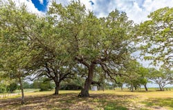 2160 (Tract #5) Baca Loop, Flatonia, TX 78941