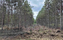 80 Acres Off Little Harbor, Manistique, MI 49854