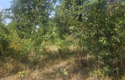 TBD Hwy 818, Clarksville, AR 72830