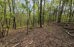 0 Talc Mine Road, Jasper, GA 30143