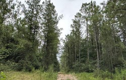 0 Babe Fairley Road, Wiggins, MS 39577