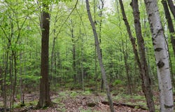 V/L E Levely Road, Rhodes, MI 48652