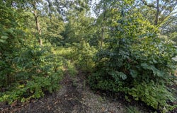 Lot 9 Azalea Lane, Branson West, MO 65737