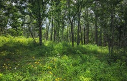 584 Highway V, Steelville, MO 65565