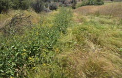 lot 298 Eel drive, Hornbrook, CA 96064-0000