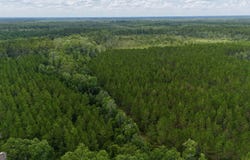 0 Fire Tower, Manor, GA 31550