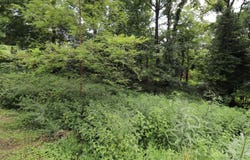 354 Garrett Avenue, Brooksville, KY 41004