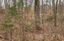 Saddletree Rd, CAMDEN, TN 38320
