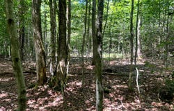 Yorkland Rd lot: 8, Annsville, NY 13471