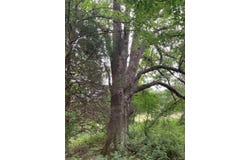 Tbd N Farm Road 71, Bois D Arc, MO 65612