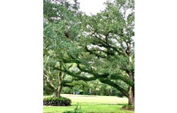 37 PINECREST Drive, Covington, LA 70433