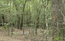 0 county road 173, Headland, AL 36345