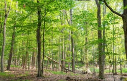 10365 E Klees Road, Crystal, MI 48818