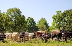 Tbd County Side Road, Iberia, MO 65486
