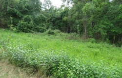 S 33rd Road, Humansville, MO 65674