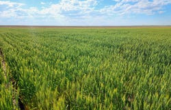 TBD Road 36, Potter, NE 69156