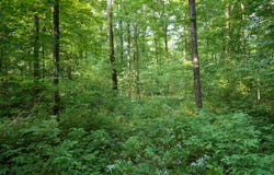 Sawyer Ave, Medford, WI 54451