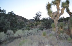Verde, Pinon Hills, CA 92372