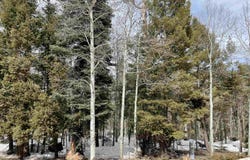 Rio Arriba lot: 337, Angel Fire, NM 87710-0000