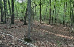 Cardinal Circle, Tryon, NC 28782